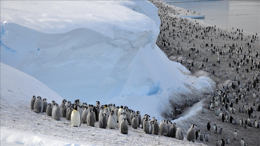 Falkland Islands penguins detected with avian flu for 1st time