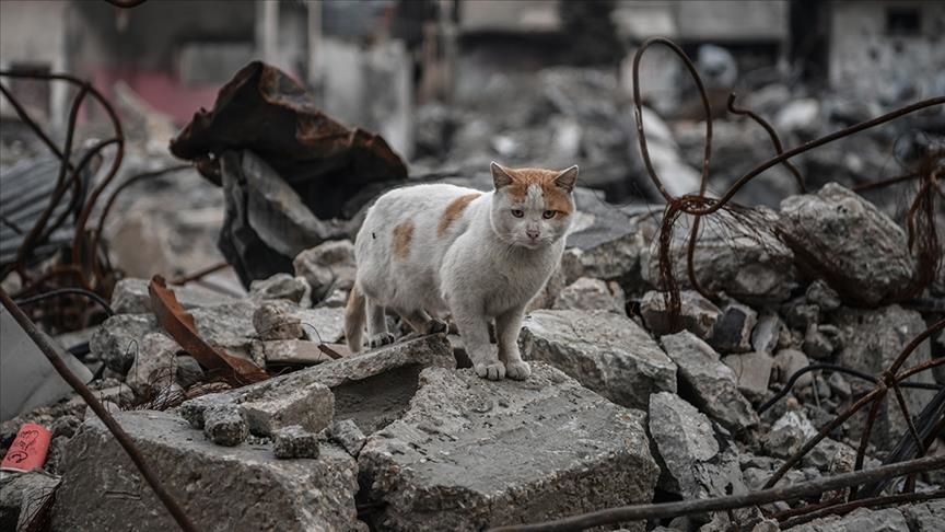 Les animaux, les autres victimes de la famine imposée par Israël à Gaza