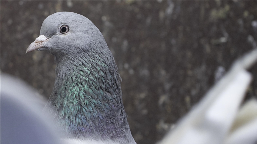 India releases pigeon accused of spying for China