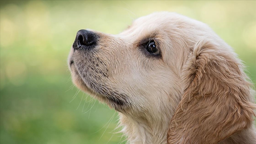 Araştırma: Köpeklerin ömrü ile burun uzunlukları ve vücut boyutları arasında bağlantı tespit edildi