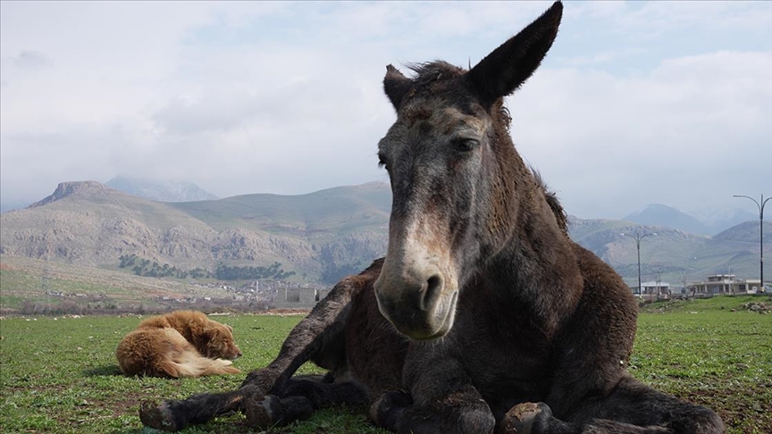 Irak’ta sakat katırı koruyan köpeğin dostluğu görenleri gülümsetiyor