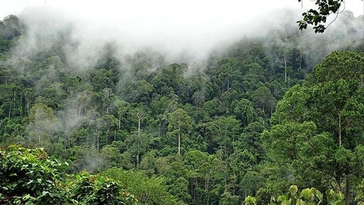 Étude : Près de la moitié des forêts amazoniennes menacées d'extinction d'ici 2050