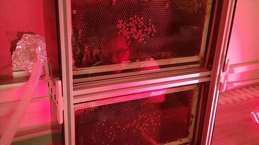 Prix mondial de l'innovation pour les "abeilles robotisées" de l’Université technique du Moyen-Orient (ODTÜ)