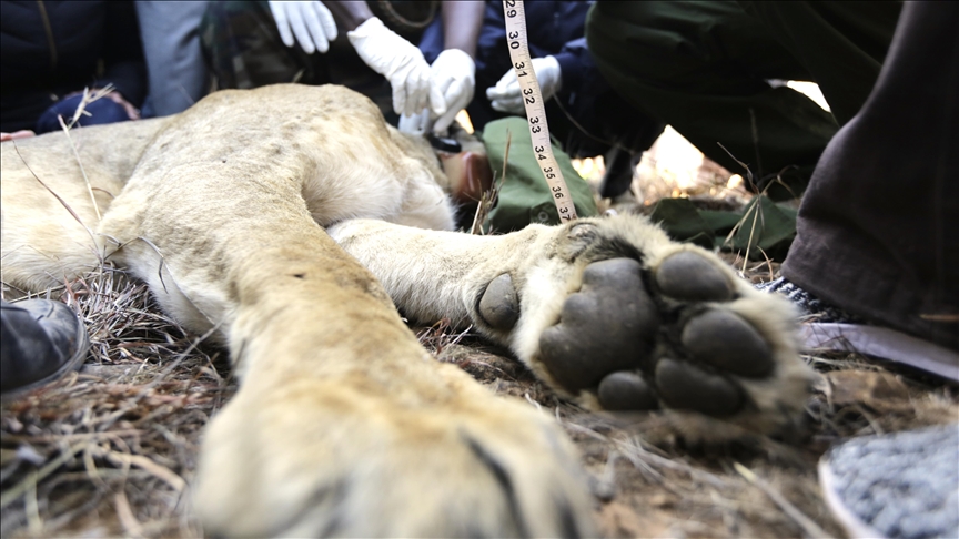 Indian court to hear case on naming of 2 lions after protest by Hindu group