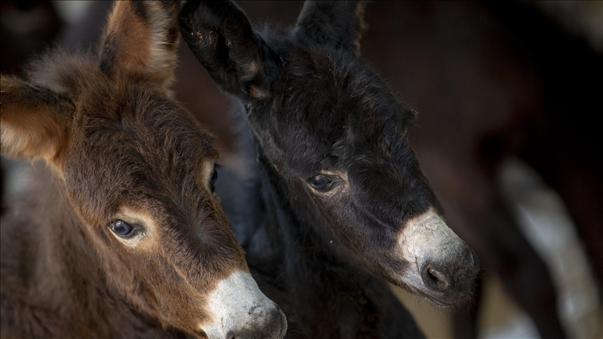 African Union bans donkey skin trade