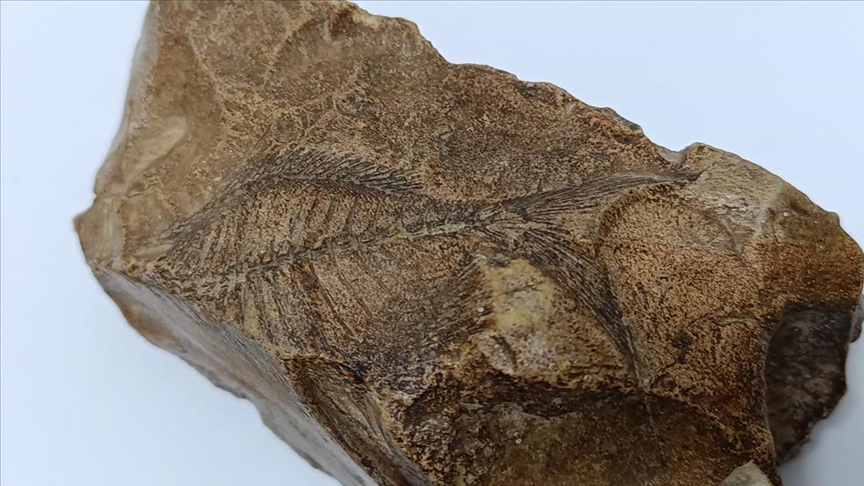Adıyaman'da Orta Miyosen Dönemi'ne ait balık fosili bulundu