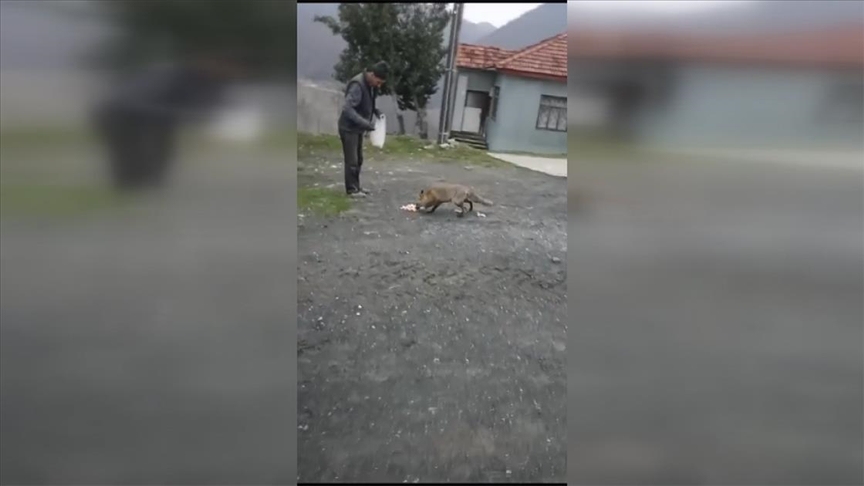 Düzce'de vatandaşların tilkiyi beslemesi cep telefonu kamerasıyla görüntülendi