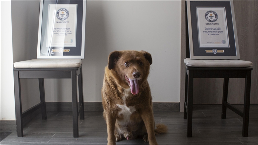 Portuguese dog Bobi posthumously stripped of oldest dog title