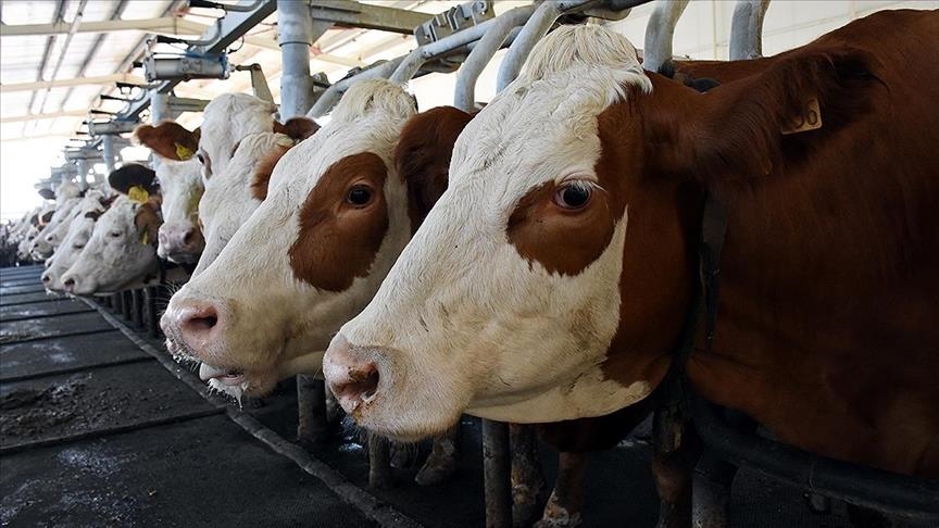 Сейм Латвии запретил ввоз сельхозпродукции из России и Беларуси 