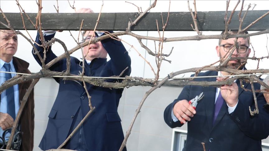 U Srebreniku se nalazi Stara trta, najstarija vinova loza upisana u Guinnessovu knjigu rekorda