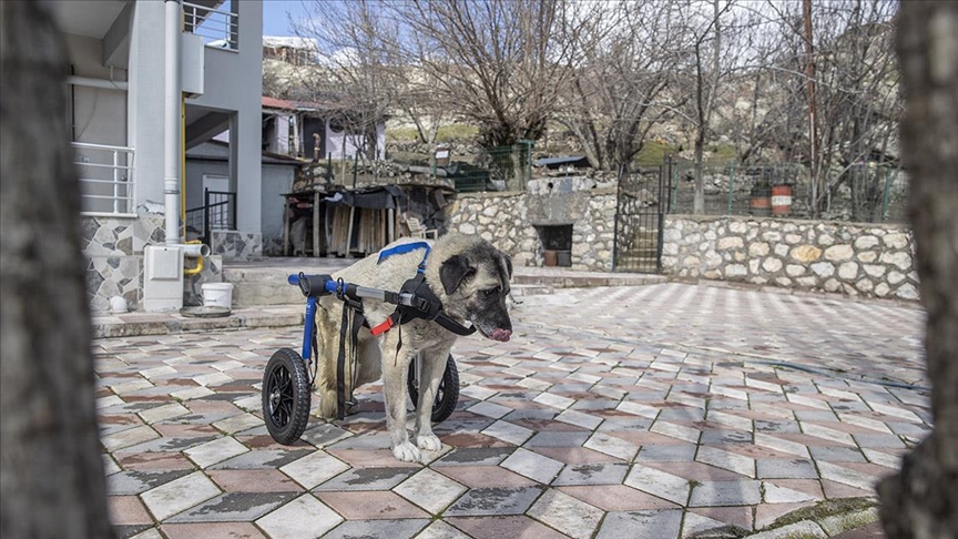 Arka ayakları felç olan "Gümüş" hayvanseverlerin yürüteç desteğiyle yeniden adım attı
