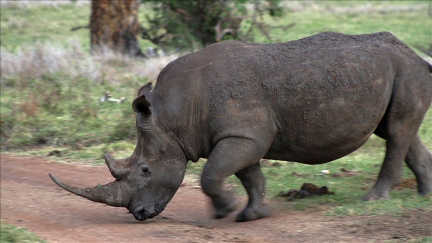 Number of rhinos killed for their horns in South Africa jumps to nearly 500: Environment minister