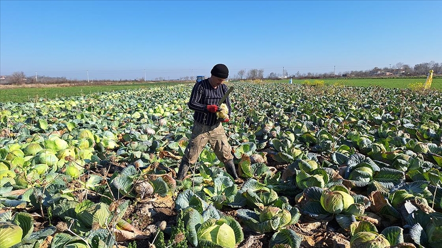 Bafra Ovası'nda 200 bin ton beyaz lahana hasadı bekleniyor