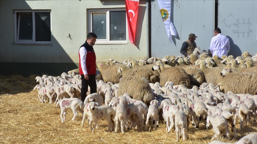 Bakan Yumaklı: (Kırmızı et) Maliyet artışıyla ya da üretimin azlığıyla ilgisi yok, bunun adı fırsatçılık
