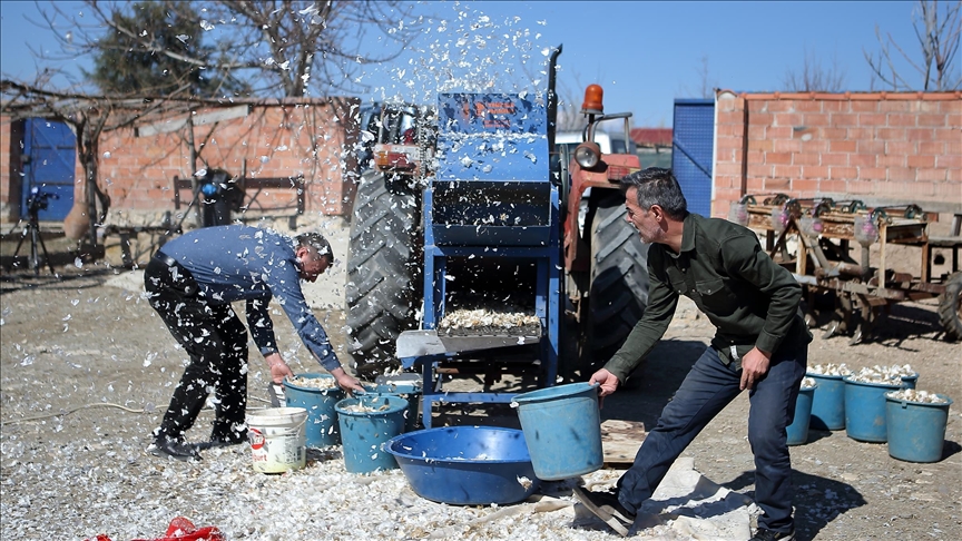 Çorum'da çiftçinin geliştirdiği "sarımsak dişleme makinesi" işçilik ve zamandan tasarruf sağlıyor