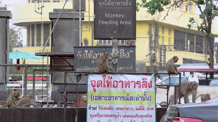 Lopburi na Tajlandu, grad kojim vladaju majmuni
