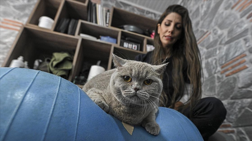 Obez kedi "Şiraz" pilates yaparak ve yüzerek zayıflıyor