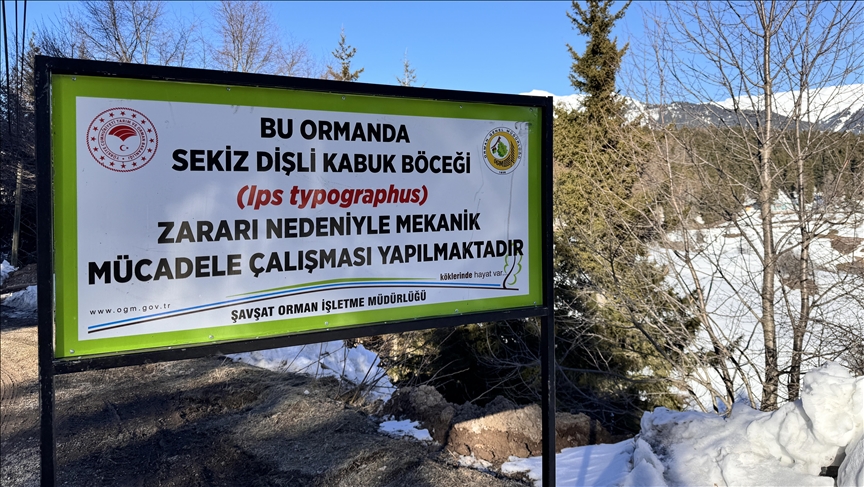 Artvin'de ladin ağaçlarının kurumasına neden olan sekiz dişli kabuk böceğiyle mücadele