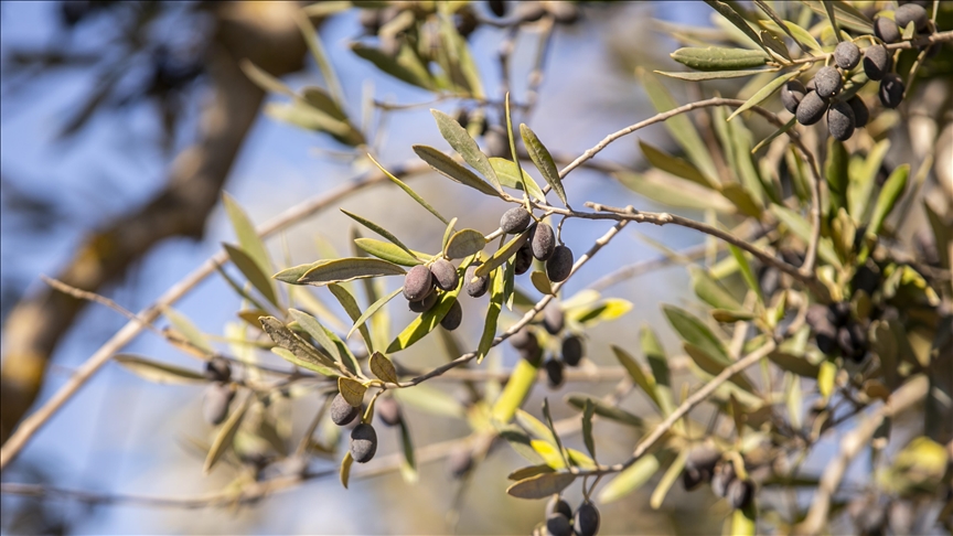 More than 60,000 olive trees burnt in Israeli attacks: Lebanon