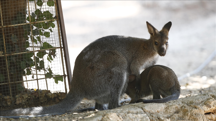 'Just playing through': Kangaroos take no prisoners at Aussie golf courses