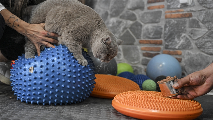 Turkiye: Gojazna mačka "Širaz" mršavi radeći pilates i plivajući