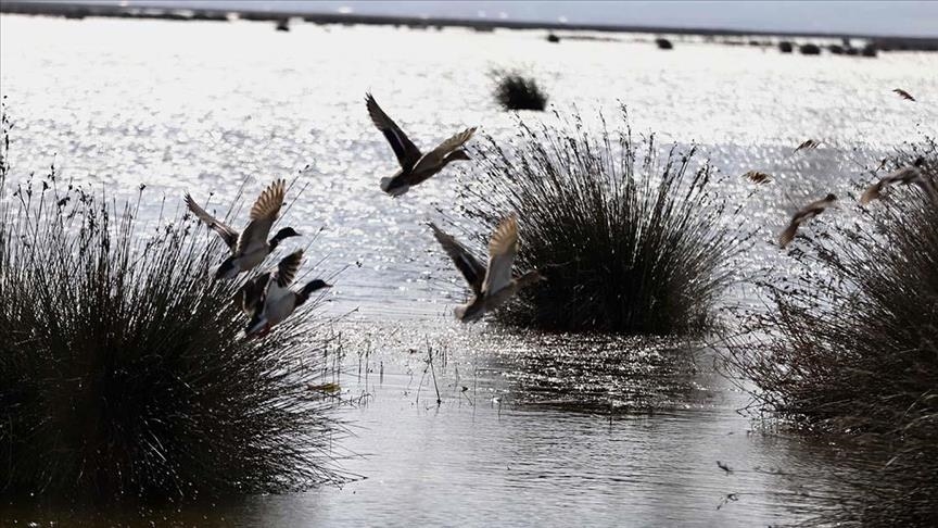 В дельте реки Кызылырмак в Турции перезимовали около 160 тыс. водоплавающих птиц