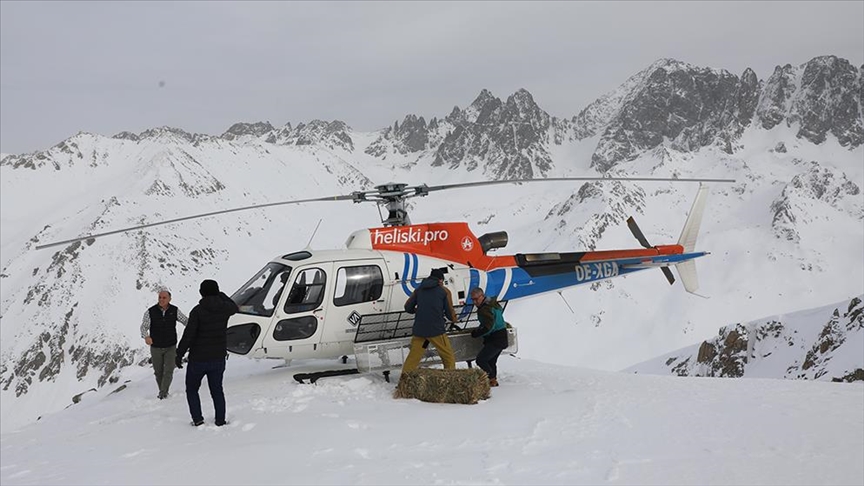 Çengel boynuzlu dağ keçileri için Kaçkarlar'a helikopterle yem taşındı