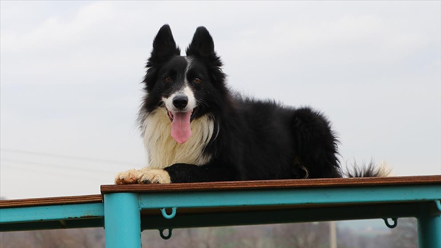 Tekirdağ'da arama kurtarma köpekleri "Paşa", "Badi" ve "Diva" olası afetlere hazırlanıyor