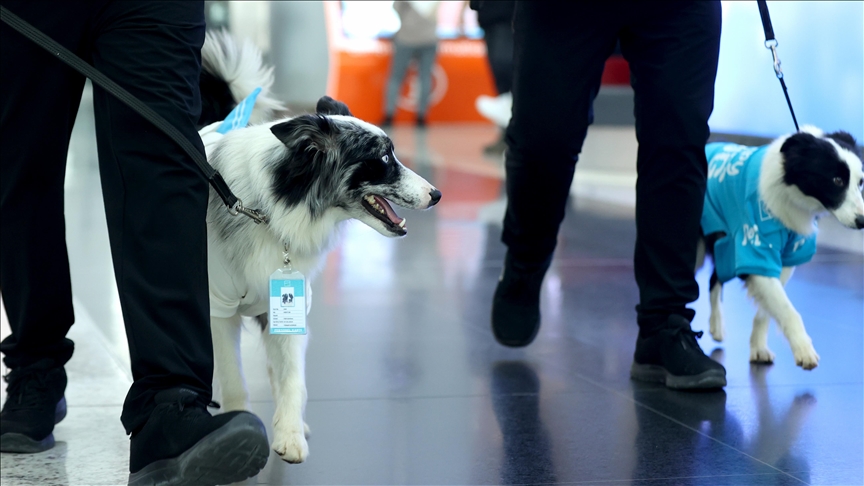 Therapy dogs begin to work at Istanbul Airport