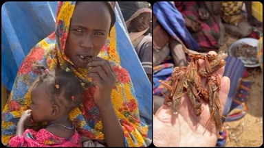 Sudan’ın Darfur bölgesinde halk yemek için çekirge ve ağaç yaprağı bile bulamıyor