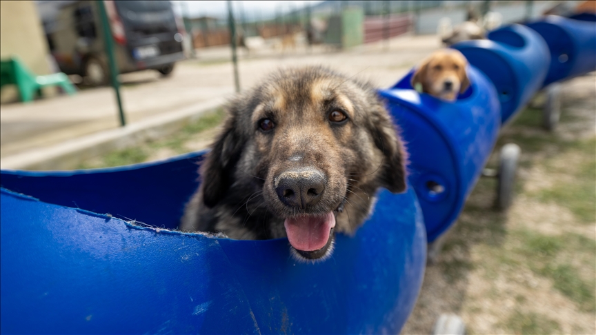 Animal lover in Turkish capital takes disabled dogs on joyful rides