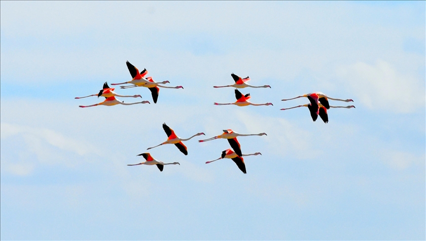 Hiljade flamingosa na jezeru Tuz