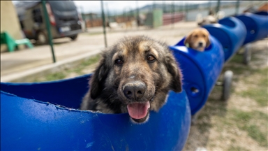 Turkiye: Ljubiteljica životinja pse sa invaliditetom vozi u specijalnom vozu od buradi