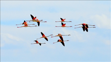  طيور النحام تعود إلى بحيرة "طوز غولو" وسط تركيا