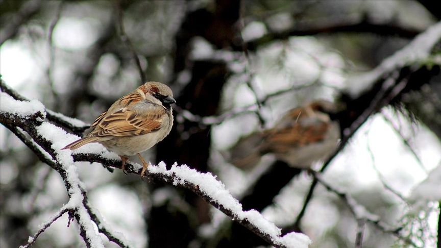 Pakistan launches sparrow count as bird's population dwindles