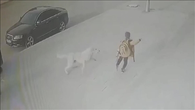 Erzincan'da köpeklerin saldırısına uğrayan çocuğu vatandaşlar kurtardı 