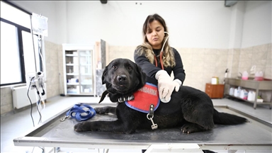 Jandarmanın dedektör köpeklerinin sağlık kontrolleri ve tedavisi uzman ellerde yapılıyor