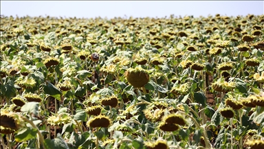 İklim değişikliği Trakya'da en çok ayçiçeğini etkileyecek