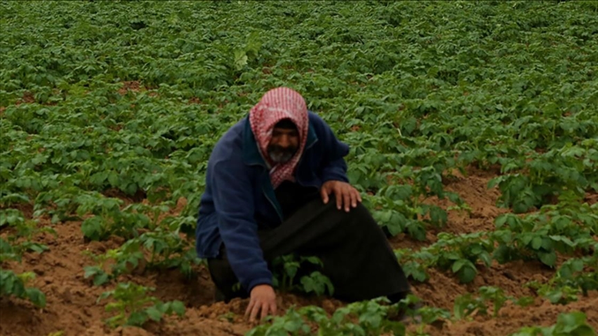 İsrail'in tarım arazilerine kimyasal saldırıları Gazze'de kanser riskini artırıyor