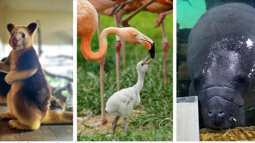 Singaporean wildlife parks welcome highest number of offspring in decade