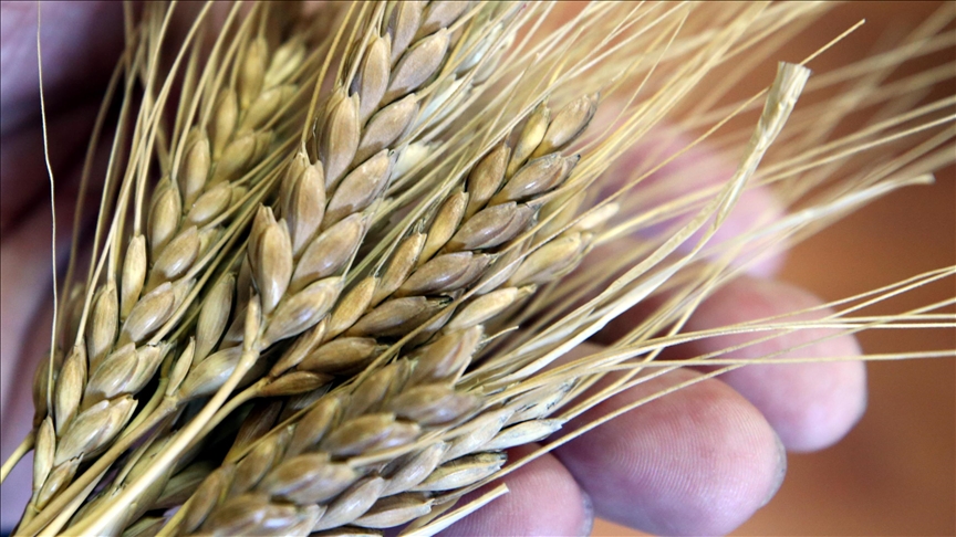 Türkiye targets new export high of 4M+ tons flour this year