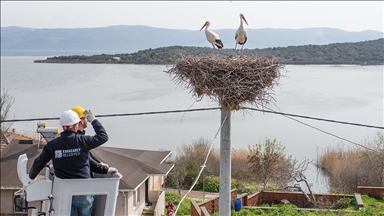 Bursa'da "Leylek Köyü"ndeki yuvalarda bahar temizliği