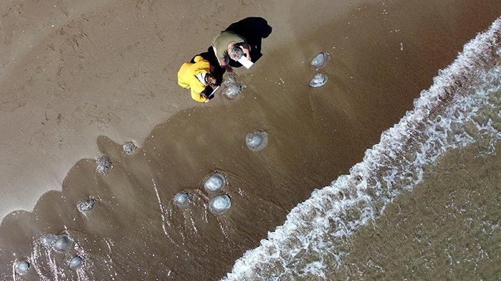 Nomad jellyfish could hurt Mediterranean fishing industry: Scientists