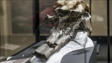 Ученые обнаружили в Перу череп гигантского дельфина возрастом 16 млн лет