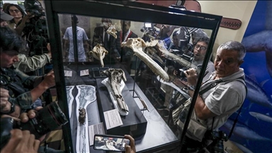 Научниците во Перу пронајдоа фосилизиран череп од речен делфин стар 16 милиони години