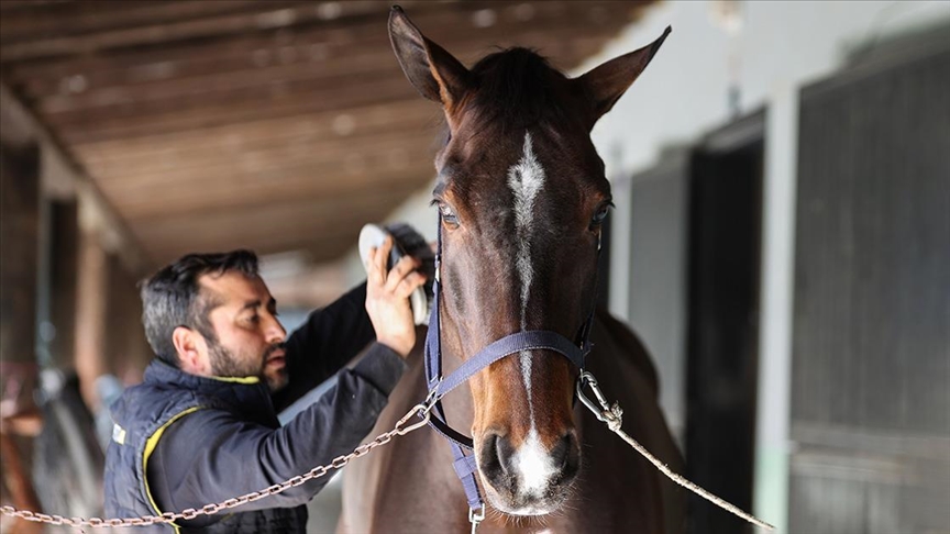 Antalija: Konji vrijedni milion dolara spremaju se za trke u "hotelu za konje"