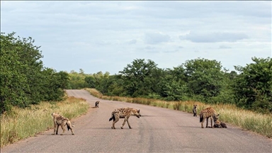 В Южной Африке львы перед лицом растущего числа гиен борются за выживание