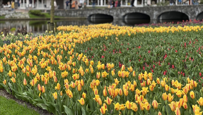 Холандија: Една од најголемите градини на лалиња во светот, Кеукенхоф, одбележува 75-годишнина