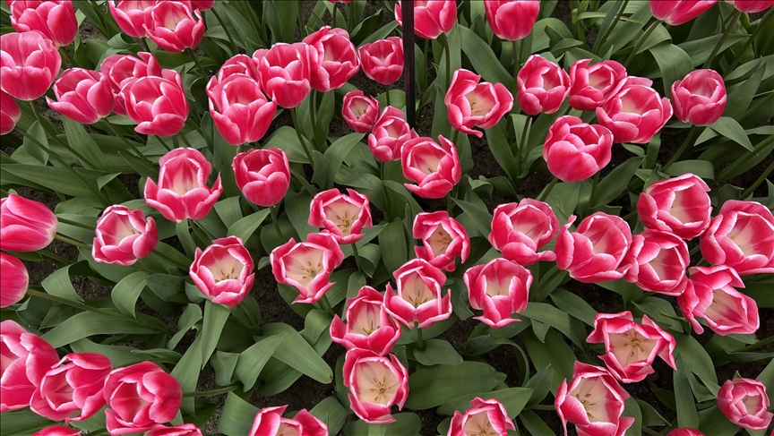 Dutch garden Keukenhof opens for 75th time to expose millions of tulips