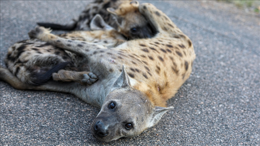 Lions struggle for survival amid surging hyena population at South Africa's Kruger National Park
